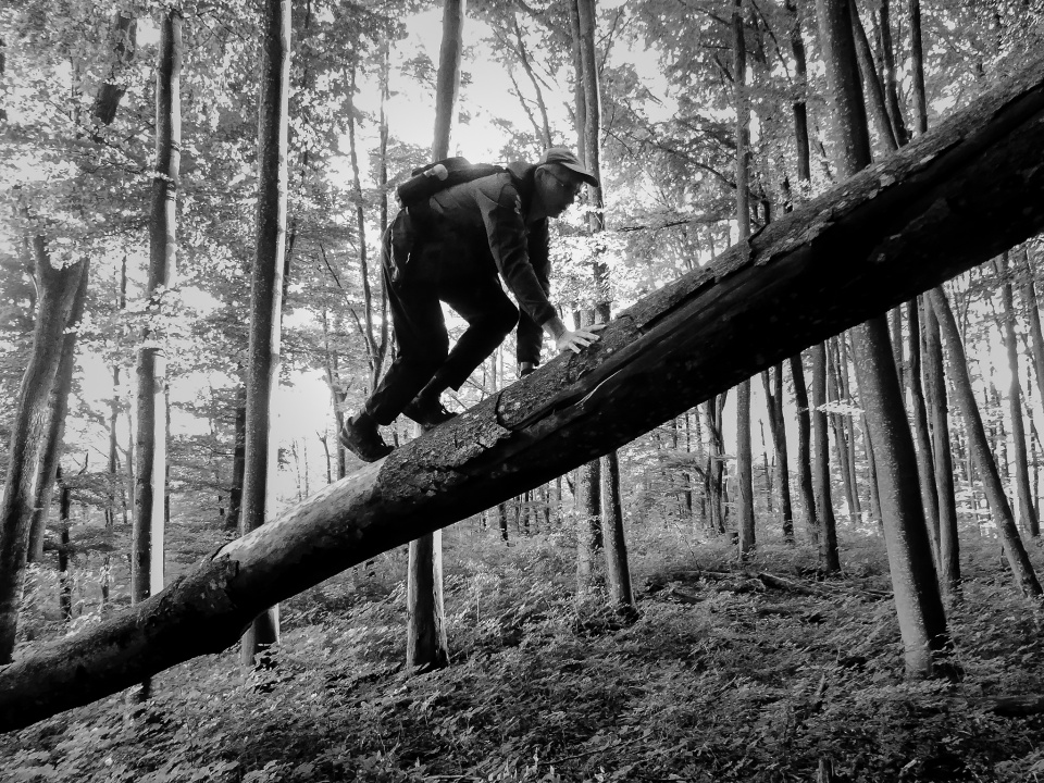 Forest monkey