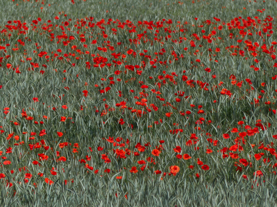 Poppies