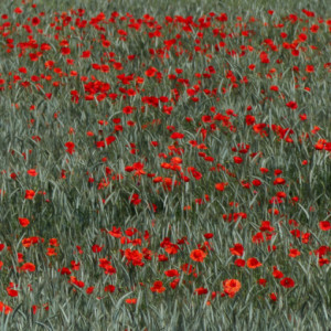 Poppies
