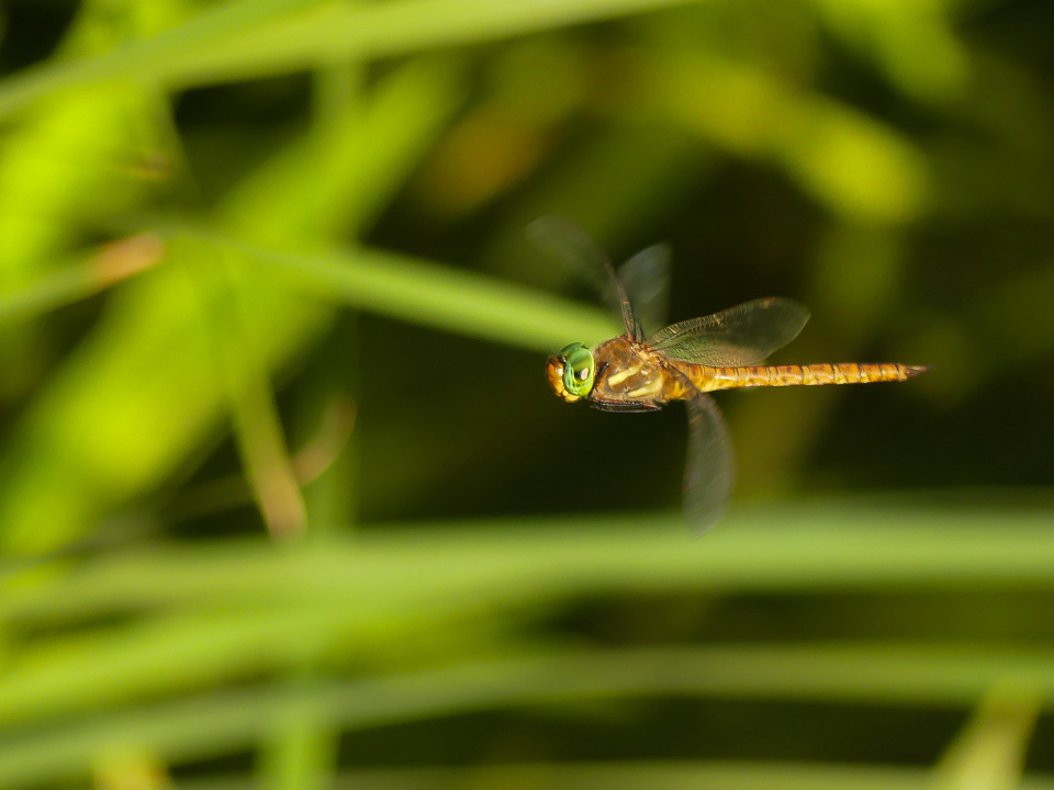 In flight