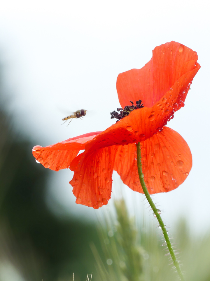 Poppies