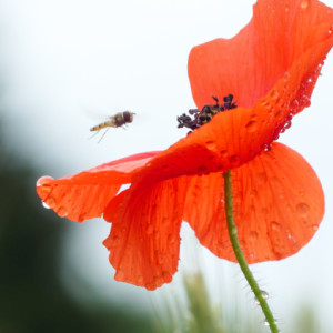 Poppies