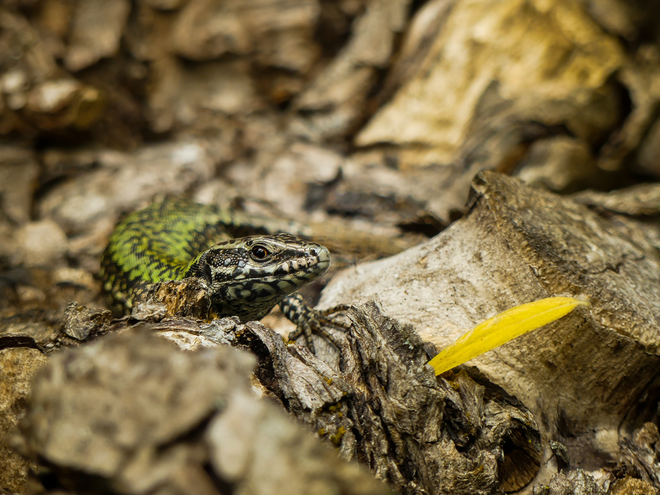 Perfect camouflage