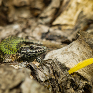 Perfect camouflage