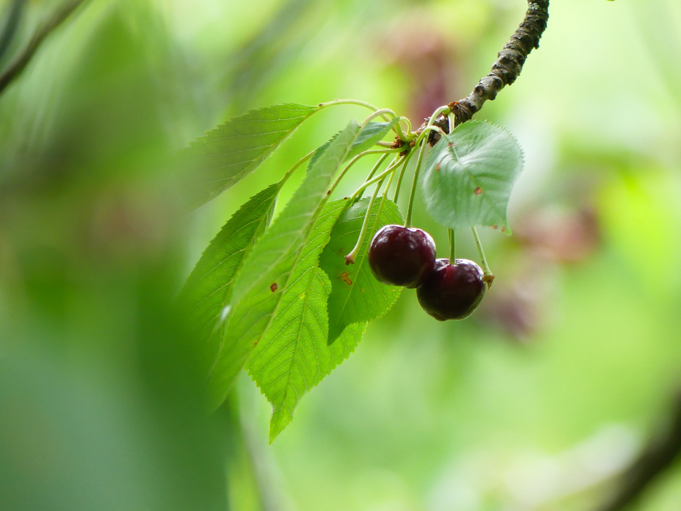 Cherry time