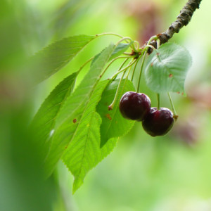 Cherry time