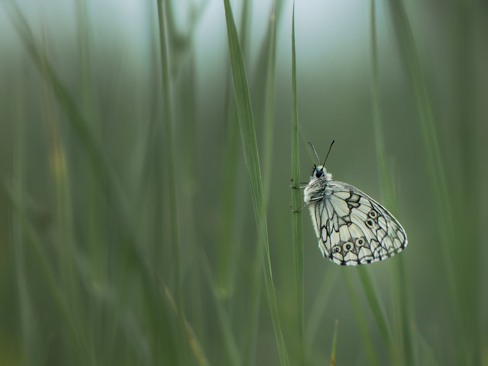 Butterfly safari