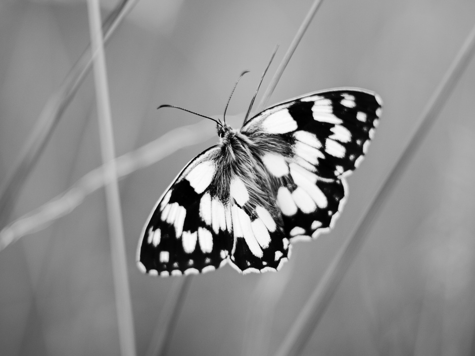 Marbled White