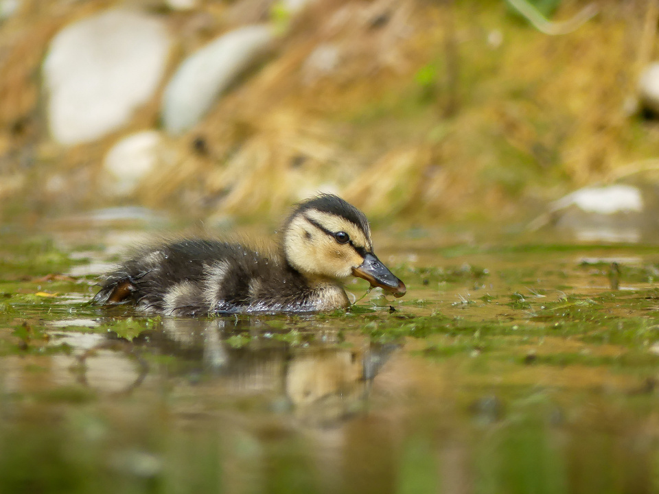 Little duckling