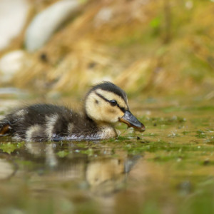Little duckling