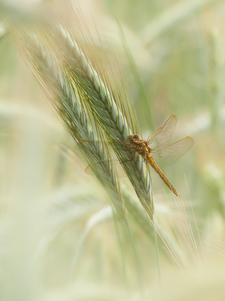 Dragonfly at rest