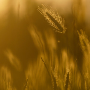 Golden hour