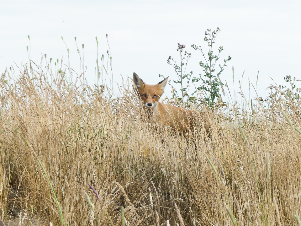 Happy fox