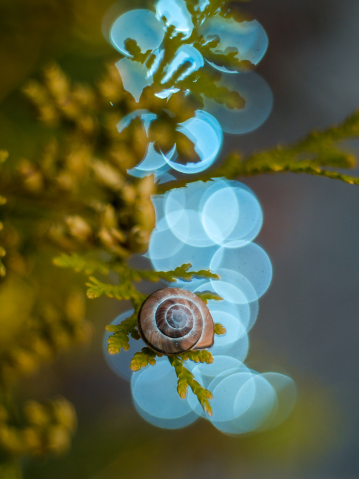 Macro photography workshop