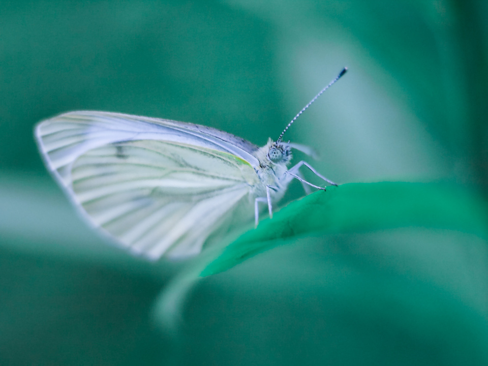 Another garden visitor