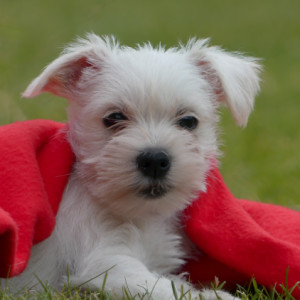 Pixel