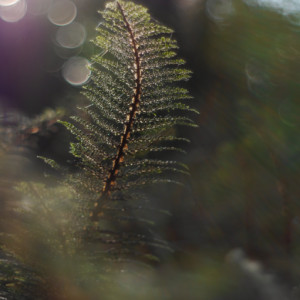 Botanic garden