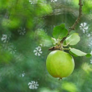 Bokeh filters.