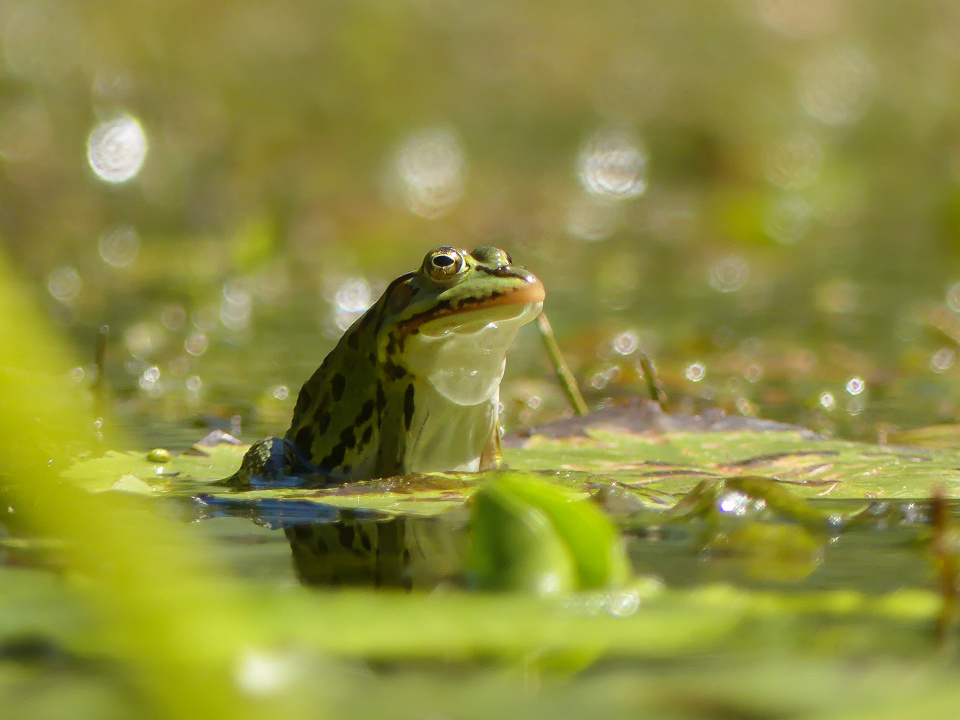 By the pond