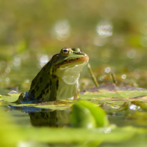 By the pond