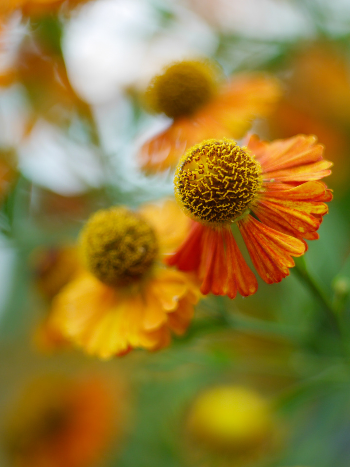Garden flowers