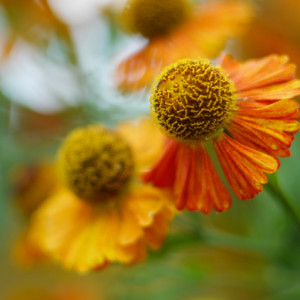 Garden flowers