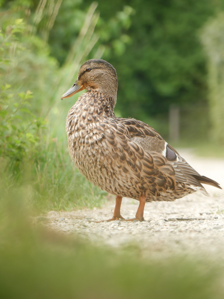 Duck