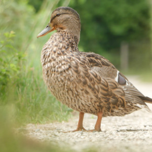 Duck