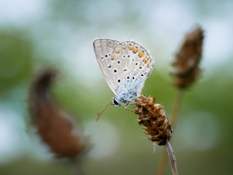 Common blue