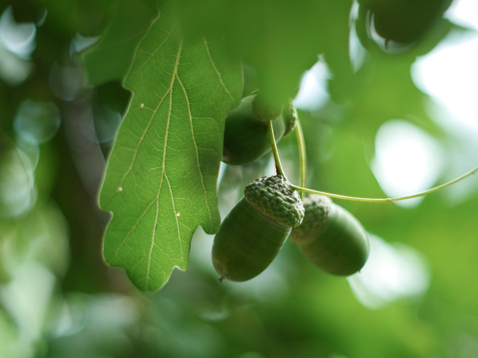 Young acorns