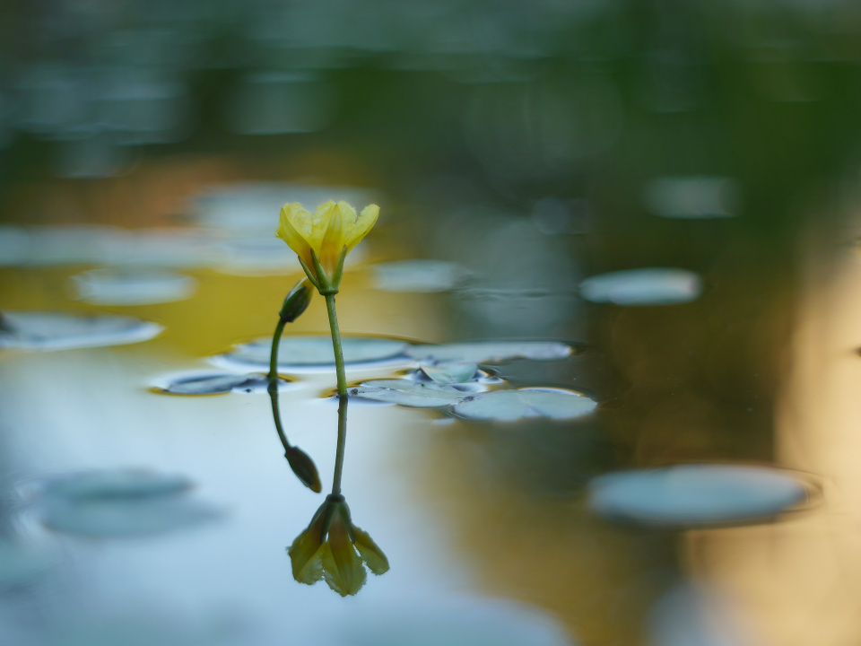 Evening by the pond