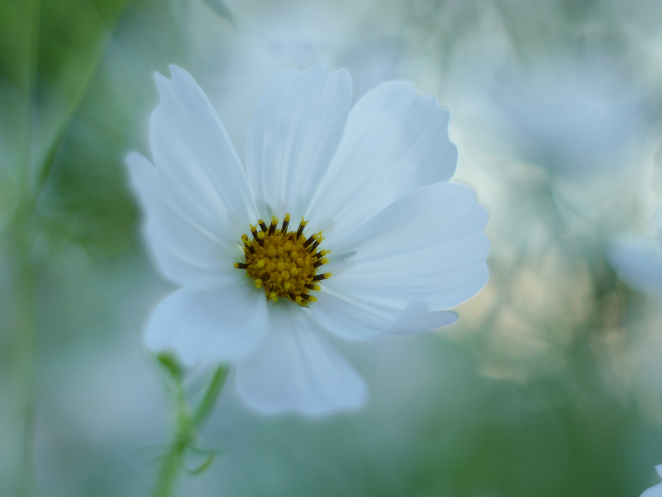 Summer Flower