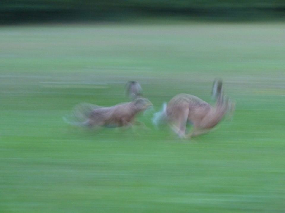 Running like crazy