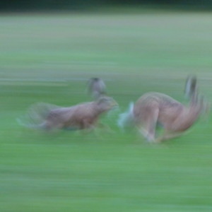 Running like crazy