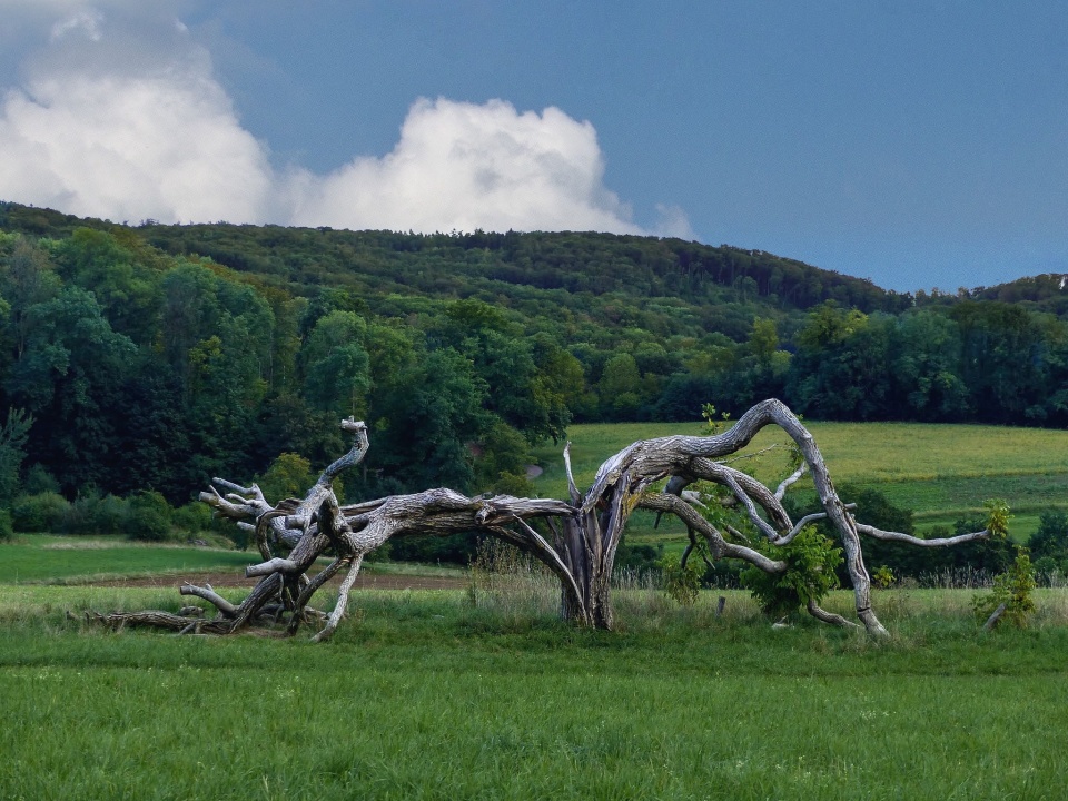 An old tree