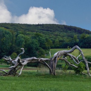 An old tree