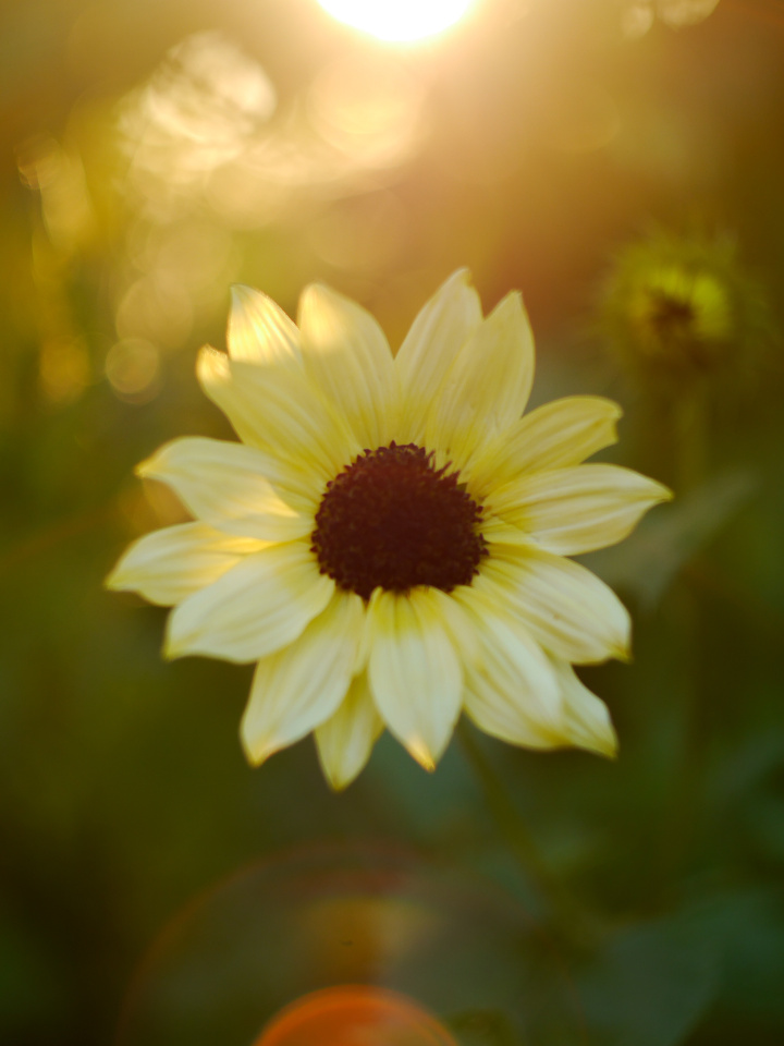 Summer Flower