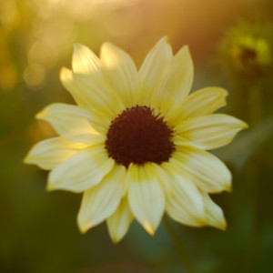 Summer Flower