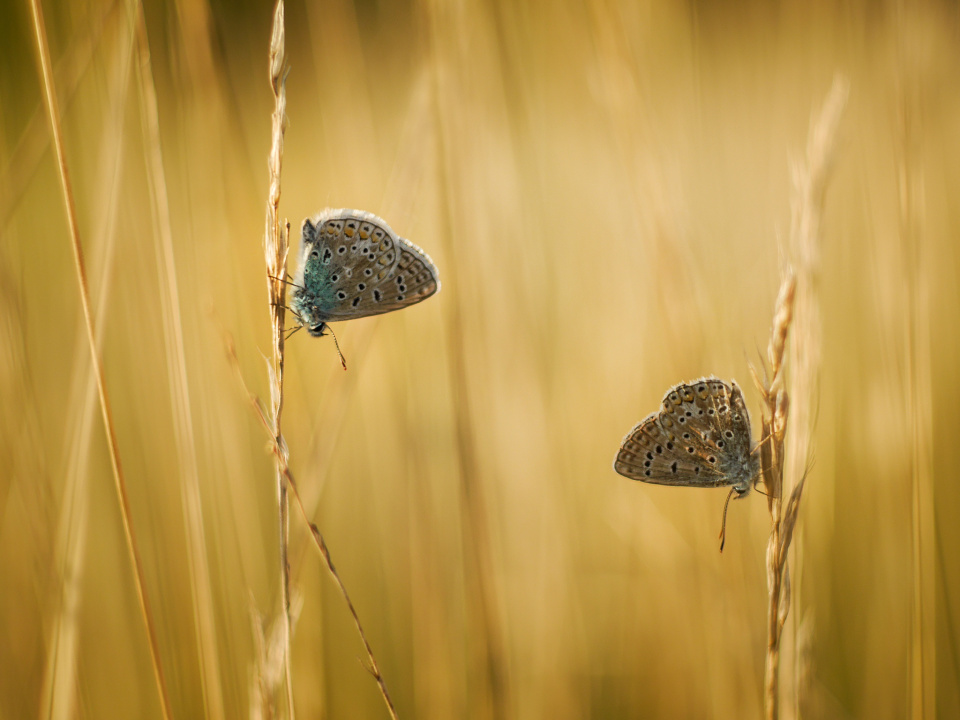 Two happy butterflies