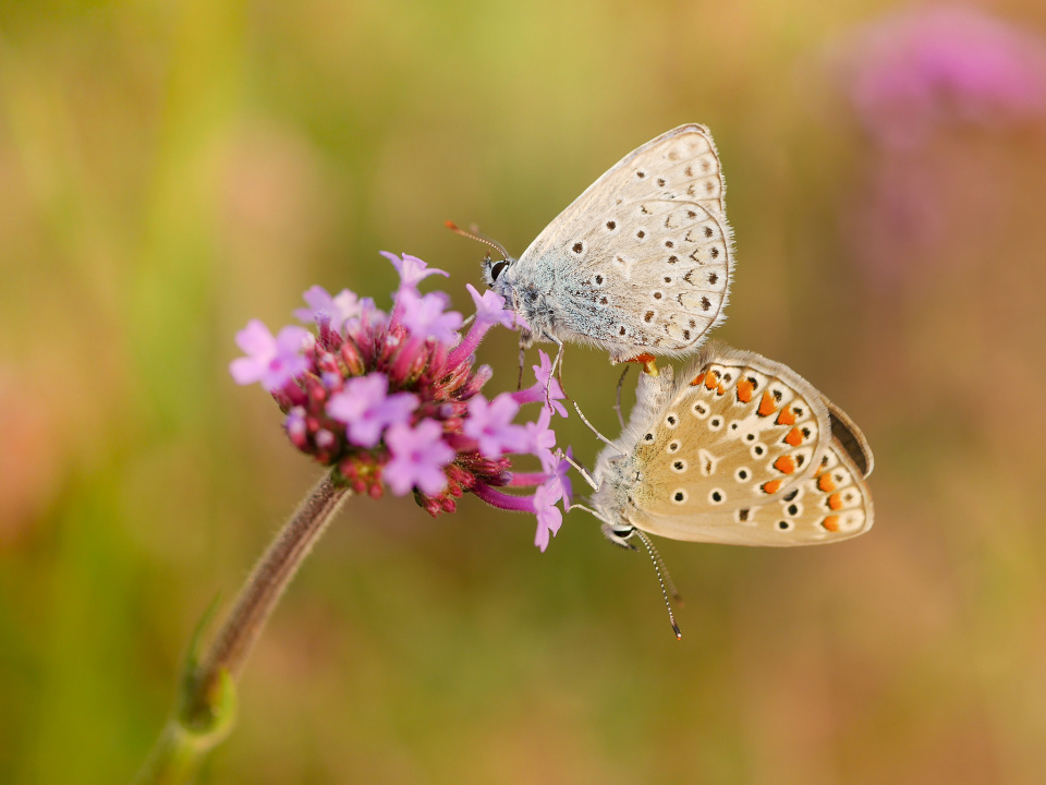 Mating butterflies