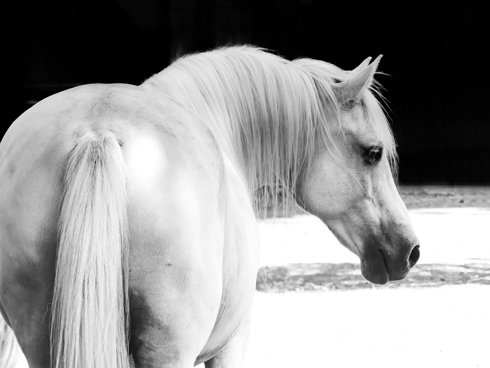 White beauty