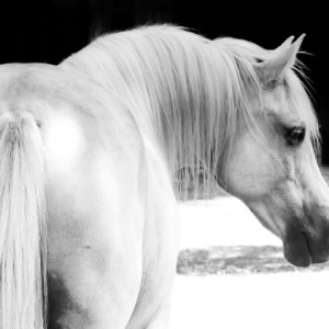 White beauty