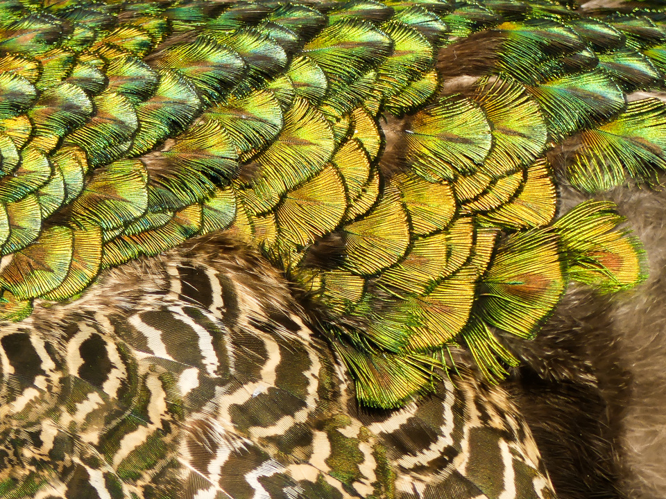 Peacock