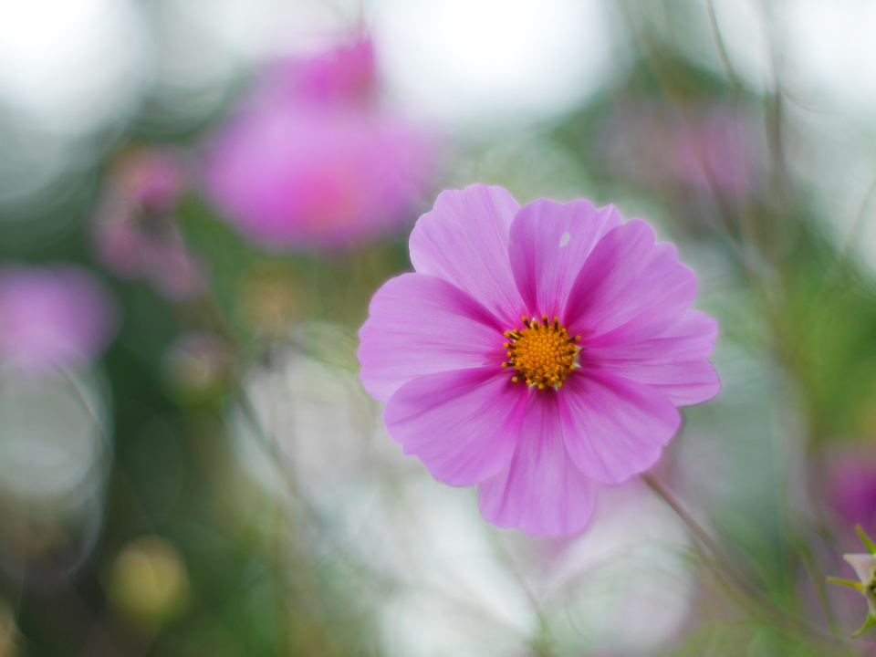 Colours of summer