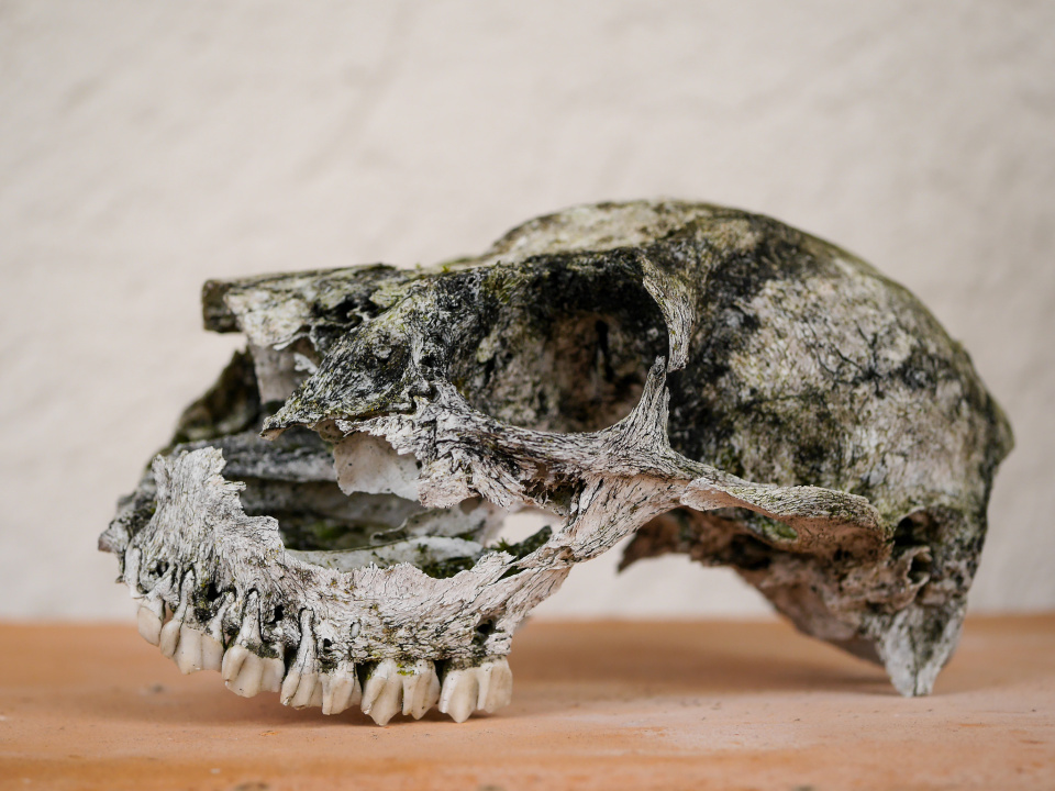 A mysterious skull