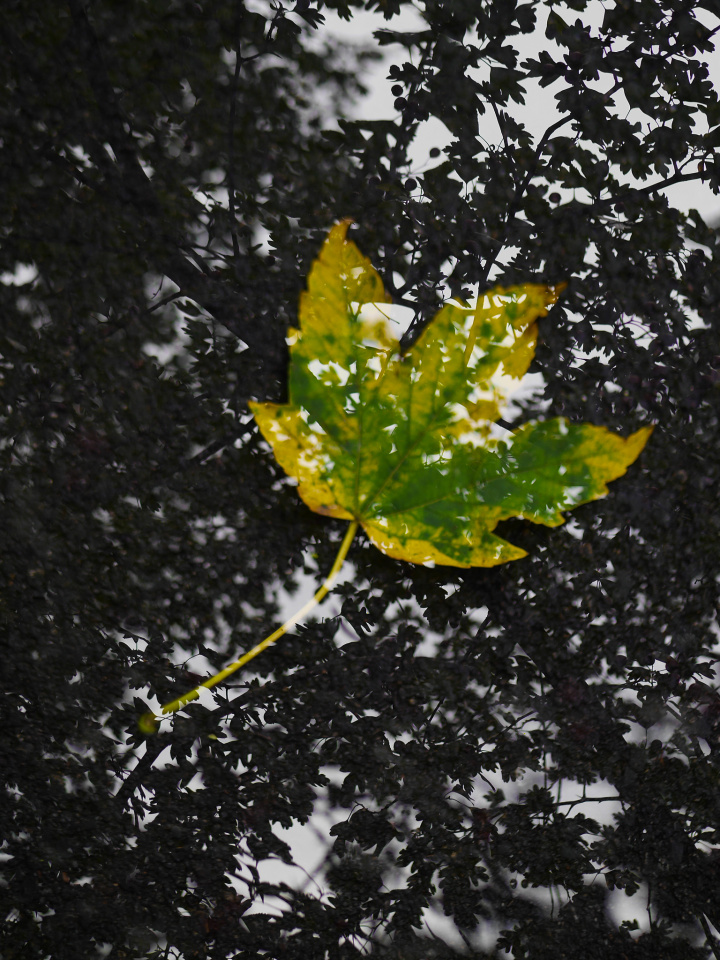 Autumn