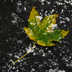 Autumn