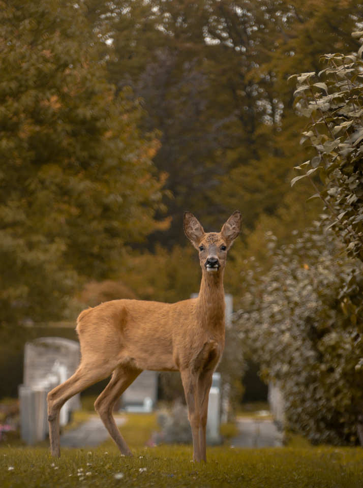 Deer