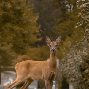 Deer