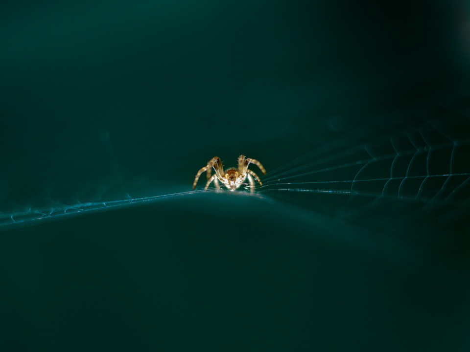 A little spider